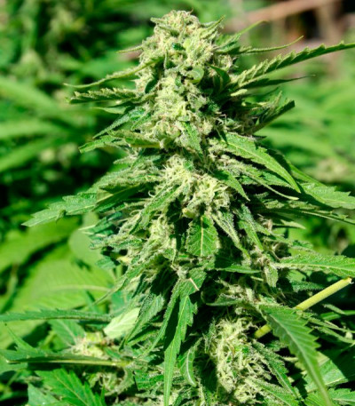 Семена сорта Papa's Candy fem