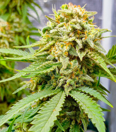 Семена сорта Satori x Mountain Gold regular (Mandala Seeds)