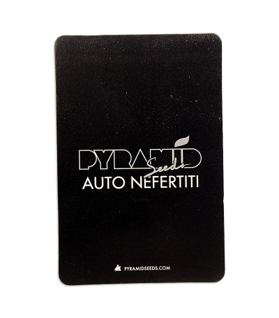 Семена сорта Auto Nefertiti fem (Pyramid Seeds)