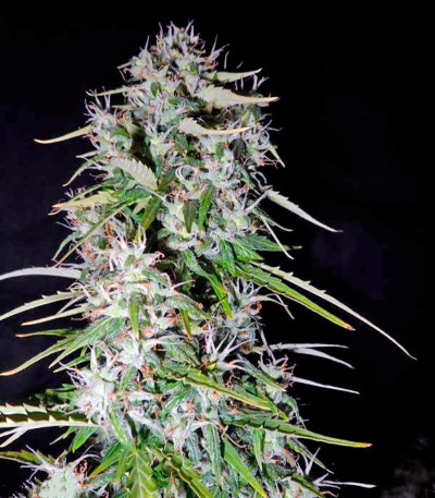 Семена сорта Fast Bud Auto fem (Sweet Seeds)