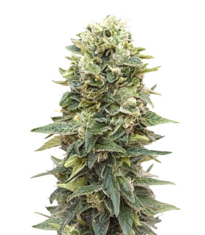 Микс семян конопли Auto Collection #2 (00 Seeds)