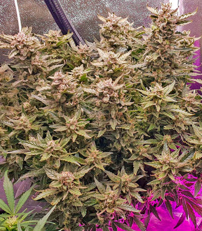 Семена сорта Purple Juice Auto fem (Herbies Seeds)