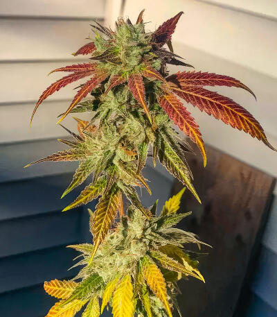 Семена сорта RudeBoi OG F1 fem (Seedkeepers)