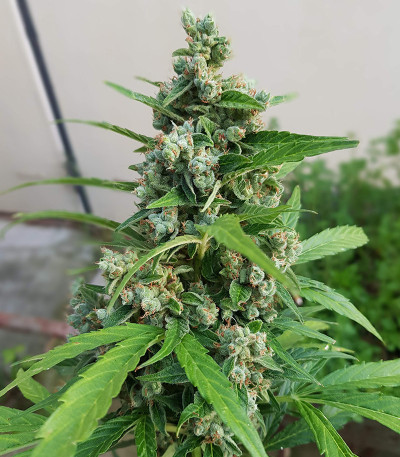 Семена сорта Auto Afghan Mass fem (00 Seeds)
