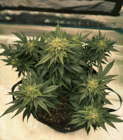 Семена сорта CBD Auto White Widow fem (Dutch Passion)