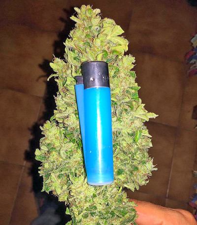 Семена сорта Lemon OG Haze Automatic fem (Nirvana Seeds)