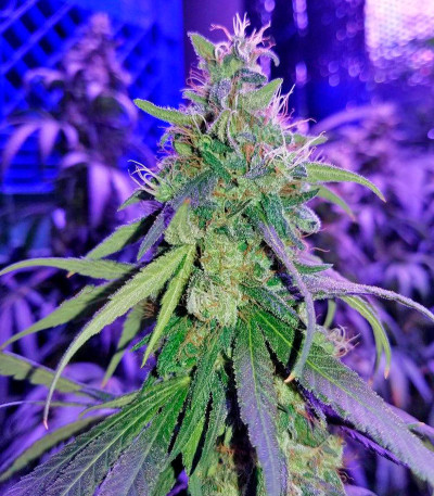 Семена сорта Supreme Kush CBD fem