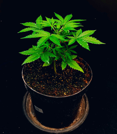 Семена сорта Guava Auto fem (FastBuds)