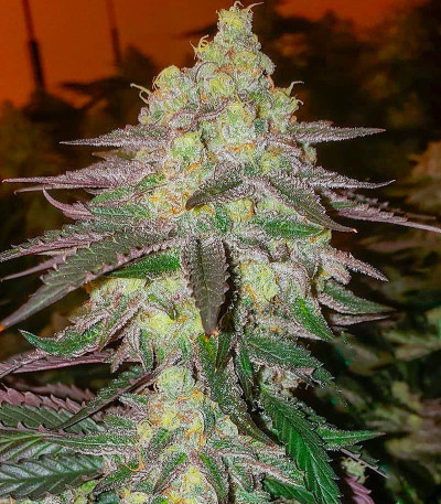 Семена сорта Banana Daddy Auto RBX2 fem (Ethos Genetics)