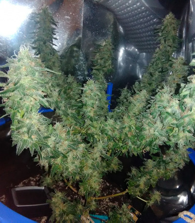 Семена сорта Holy Grail 69 fem (Samsara Seeds)