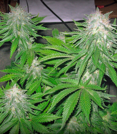 Семена сорта Super Hash fem (Pyramid Seeds)