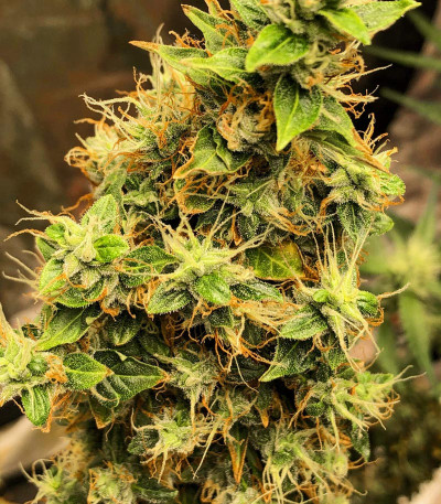 Семена сорта Zkittlez Auto fem (FastBuds)