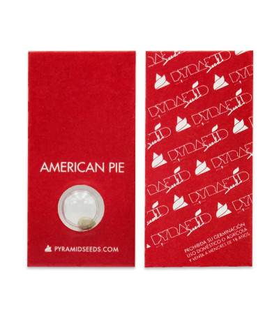 Семена сорта American Pie fem (Pyramid Seeds)