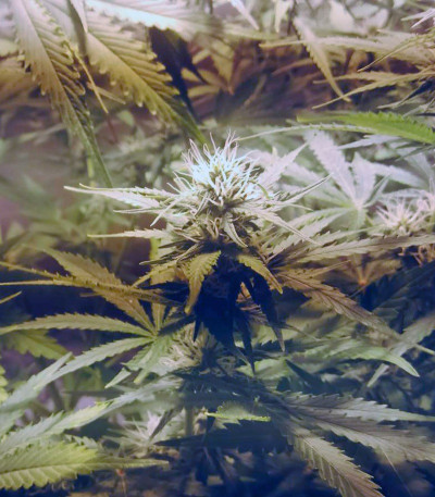 Семена сорта Cream Mandarine Auto fem (Sweet Seeds)