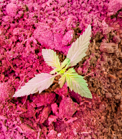 Семена сорта Glookies fem (Barney's Farm)