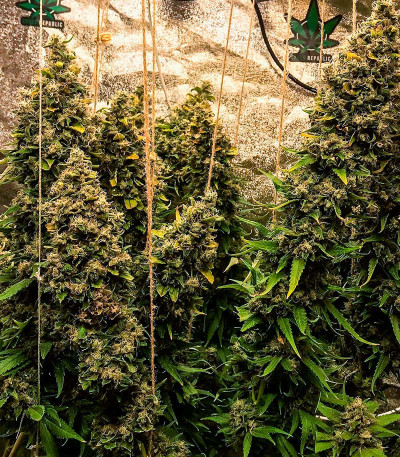 Семена конопли сорта Amnesia Haze