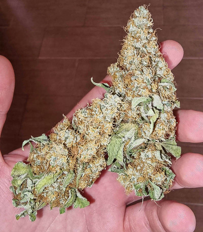 Семена сорта Dozy Sith fem (AlphaFem Seeds)
