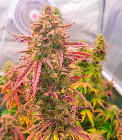 Семена сорта Frostbanger Auto F3 fem (FastBuds)