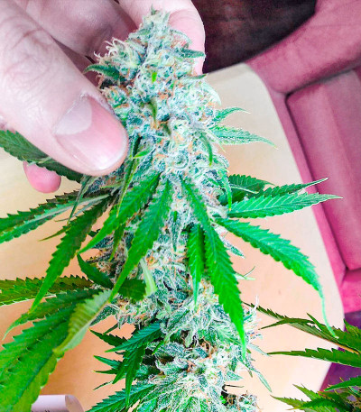 Семена сорта Kaya 47 fem (Advanced Seeds)