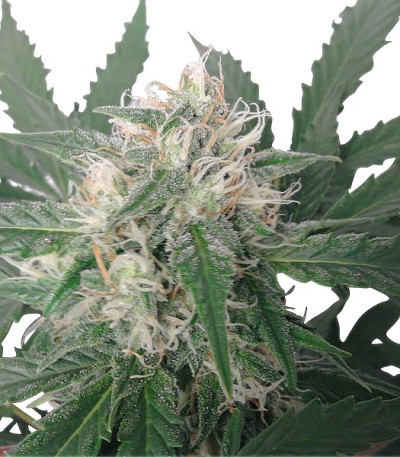 Семена сорта Royal Bluematic Auto fem (Royal Queen Seeds)