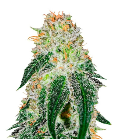 Семена сорта Black Russian fem (Delicious Seeds)