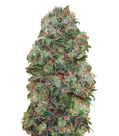 Семена сорта Bubble Gum fem (00 Seeds)