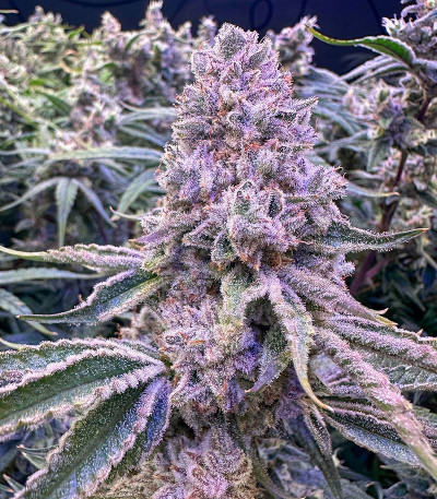 Семена сорта Candy Store RBX fem (Ethos Genetics)