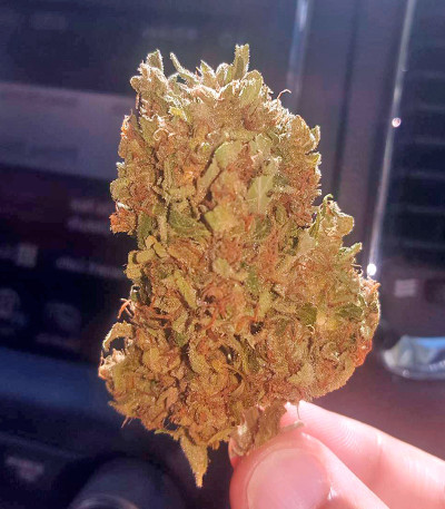 Семена сорта Dedoverde Haze fem