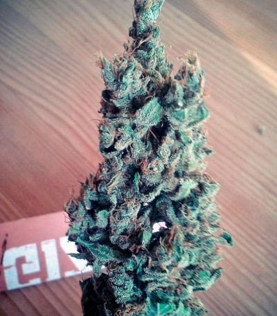 Семена сорта Black Jack F1 Fast Version fem (Sweet Seeds)