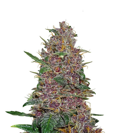 Семена сорта Fastberry auto fem