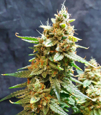 Семена сорта Bruce Banner Auto fem (Семяныч)