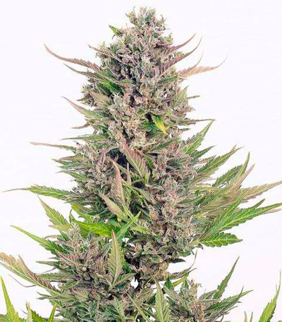 Семена сорта Critical + fem (Dinafem Seeds)