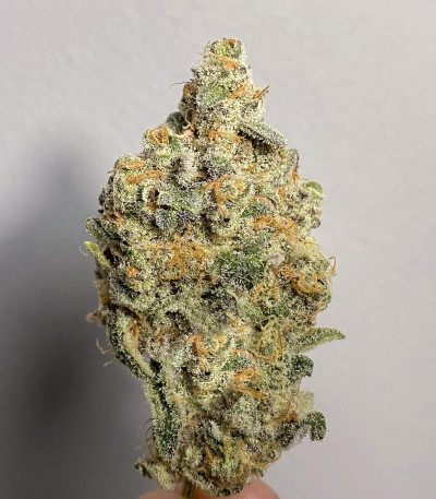 Семена сорта Gelato fem (Семяныч)