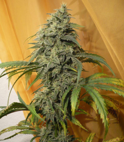 Семена сорта ICE fem (Female Seeds)