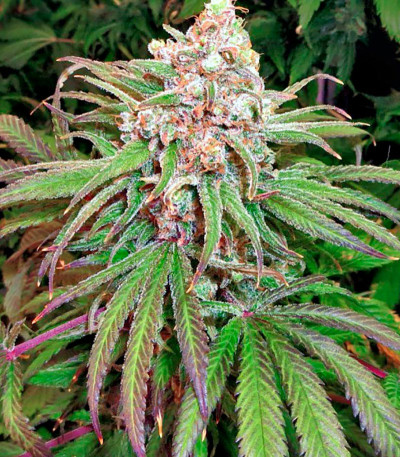 Семена сорта Hindu Kush (Kaya Gold) fem (Nirvana Seeds)