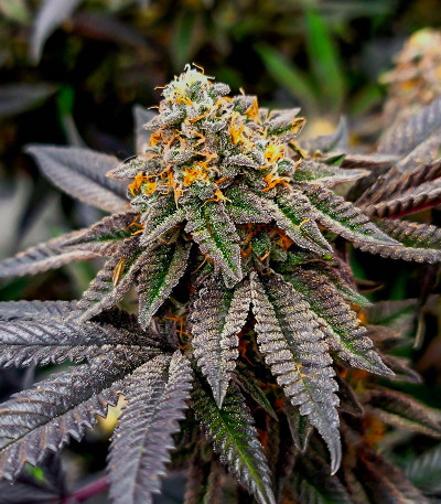 Семена сорта Meringue fem (Dutch Passion)