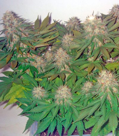 Семена сорта Pato #1 fem