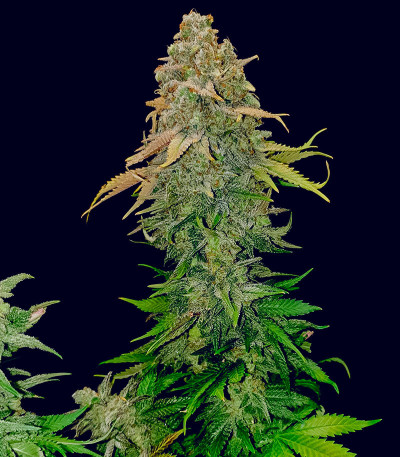 Семена сорта Runtz fem (Barney's Farm)