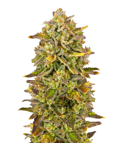 Семена сорта Black Orchid fem (Original Sensible Seeds)