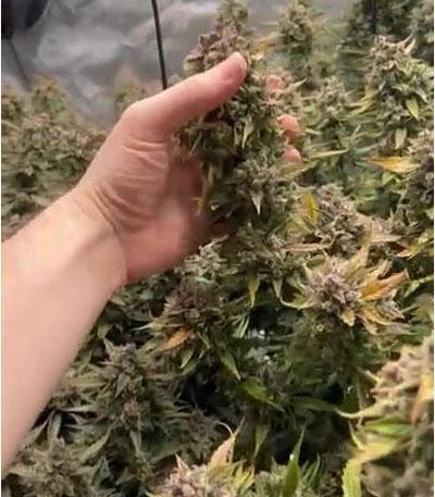Семена сорта Cream Cookies auto fem (FastBuds)