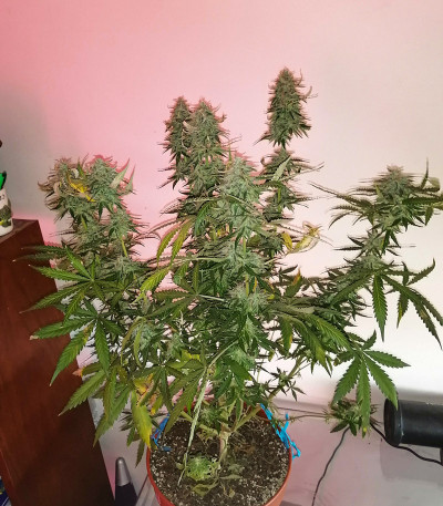 Семена сорта Auto Lennon fem (Pyramid Seeds)