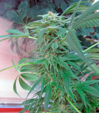 Семена сорта Durga Mata II CBD fem (Paradise Seeds)