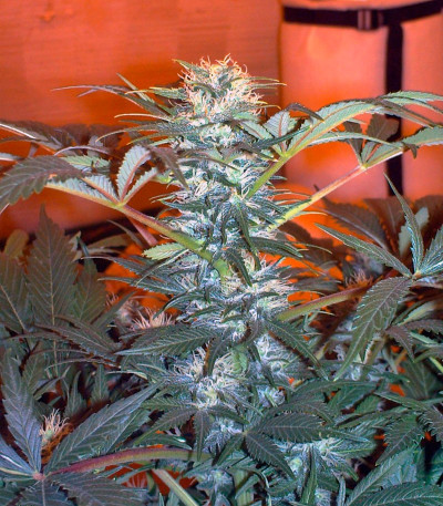 Семена сорта Durga Mata fem (Paradise Seeds)