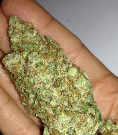 Семена сорта Honey Rock fem (Sumo Seeds)