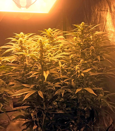 Семена сорта Big Bud (Snow White) reg (Nirvana Seeds)