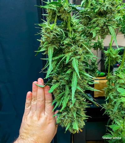 Семена сорта LSD fem (Barney's Farm)