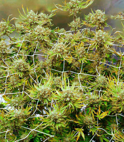 Семена сорта Wedding Cake fem (Cali Buds Seeds)