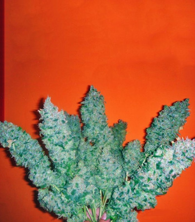 Семена сорта Jack La Mota fem