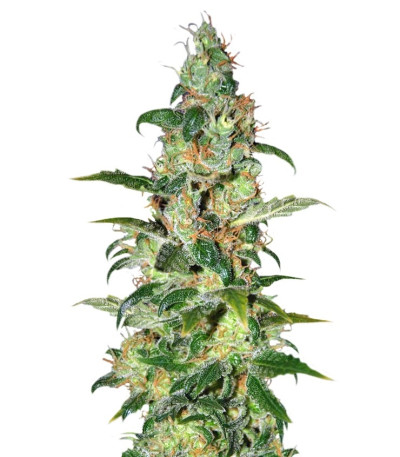 Семена сорта Chronic Haze fem (World of Seeds)