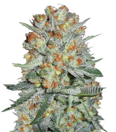 Семена сорта Auto Bubble fem (Female Seeds)